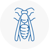 Knowsley Wasp Nest Removal